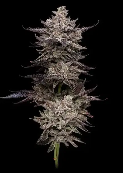Permafunk by Compound Genetics, Photoperiod cannabis strain