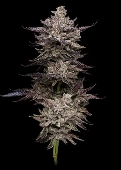 Permafunk by Compound Genetics, Photoperiod cannabis strain