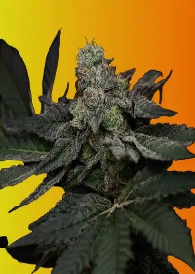 Permanent Applez by Homegrown Genetics, Photoperiod cannabis strain