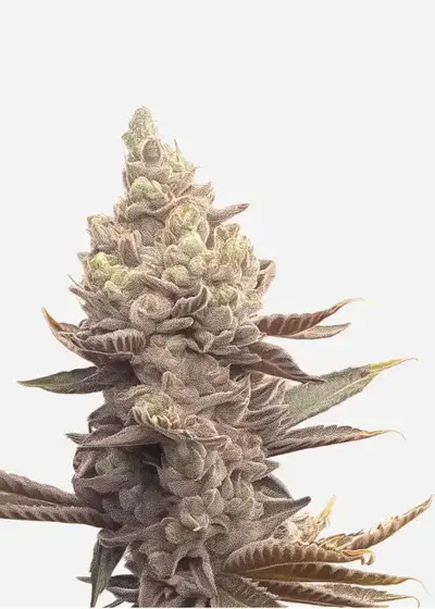 Permanent Bluez genetics cannabis strain