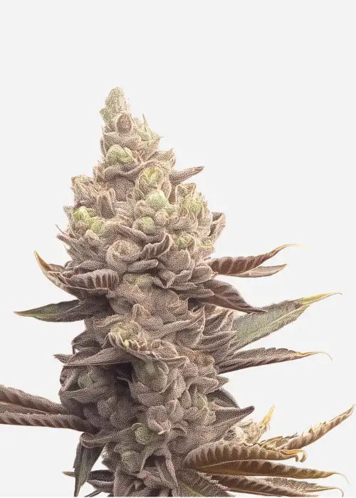 Permanent Bluez genetics by IZI Seeds, Photoperiod cannabis strain
