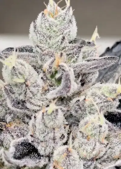 Permanent Chimera by Beleaf Cannabis, Photoperiod cannabis strain