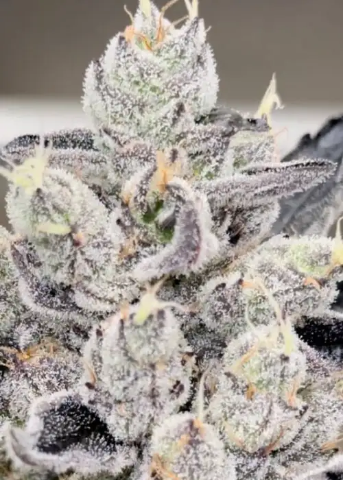 Permanent Chimera by Beleaf Cannabis, Photoperiod cannabis strain