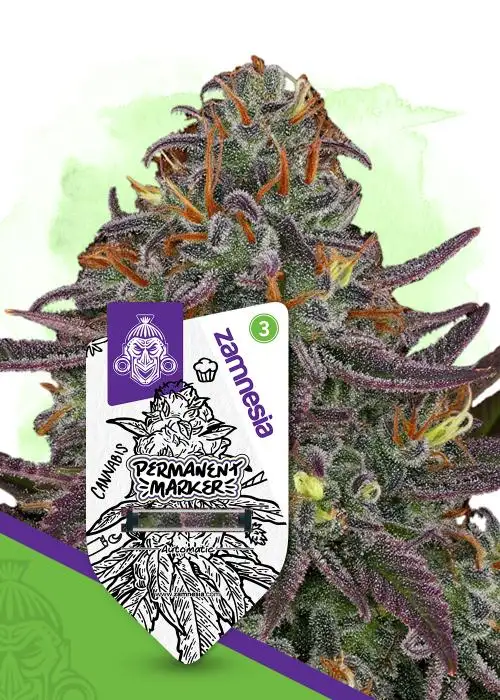 Permanent Marker Automatic by Zamnesia Seeds, Autoflower cannabis strain