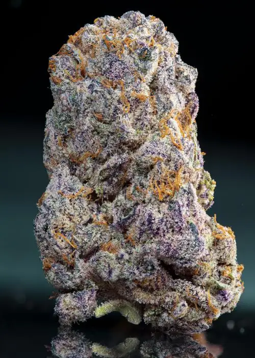 Permanent Pie by Nasha Genetics, Photoperiod cannabis strain
