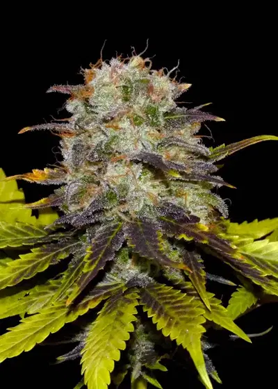 Persian Prince by Khalifa Genetics, Photoperiod cannabis strain