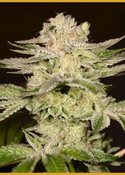 Petro Chem by Archive Seed Bank, Photoperiod cannabis strain