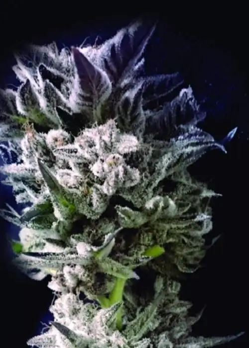 Petro Dollar OG by The Kush Brothers, Photoperiod cannabis strain