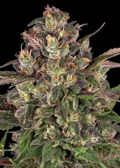 Peyote Critical by Barney's Farm, Photoperiod cannabis strain