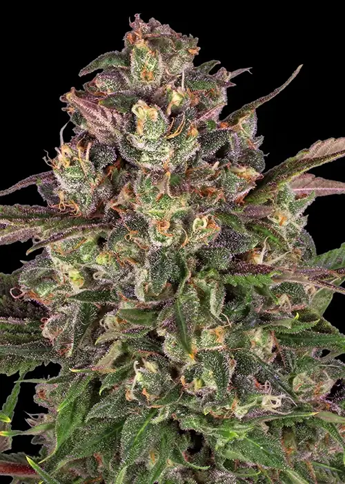 Peyote Critical by Barney's Farm, Photoperiod cannabis strain