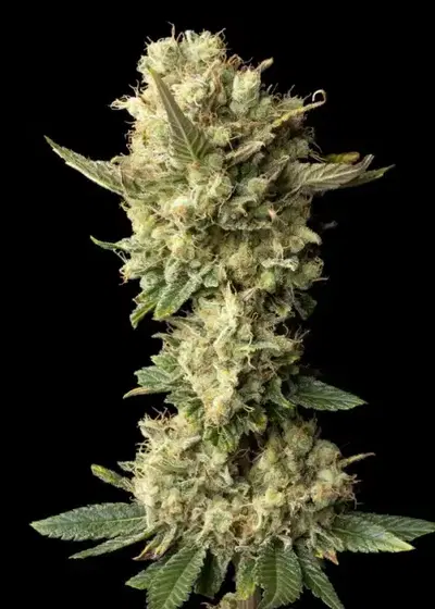Peyote Forum by Seedsman, Photoperiod cannabis strain