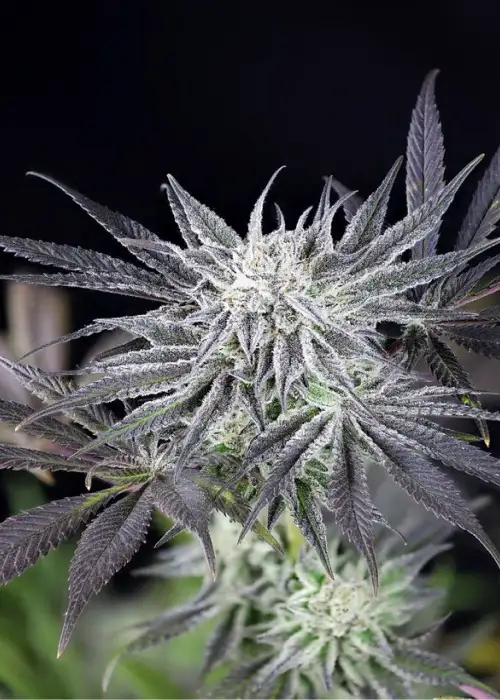 Peyote Gorilla by Seedsman, Photoperiod cannabis strain