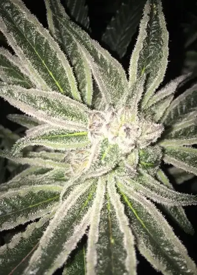Peyote Purple by Cannabiogen Seeds, Photoperiod cannabis strain
