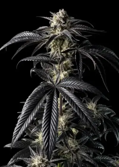 Peyote Wi-Fi by Seedsman, Photoperiod cannabis strain