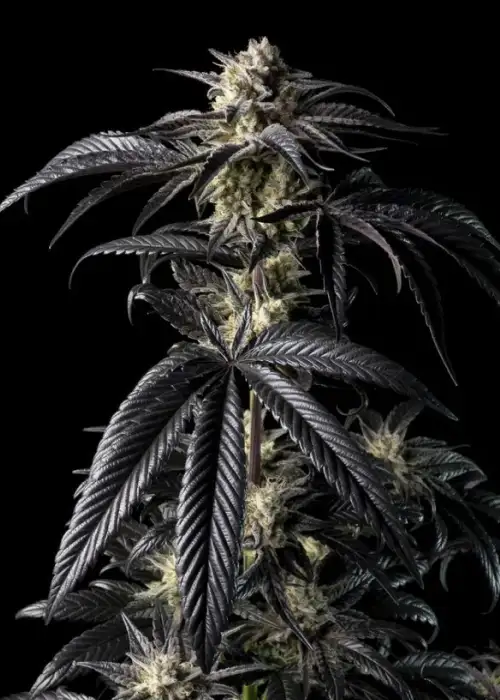 Peyote Wi-Fi by Seedsman, Photoperiod cannabis strain