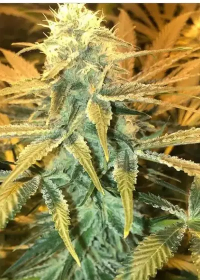 Phantom Cookies Domina by Garden of Green, Photoperiod cannabis strain