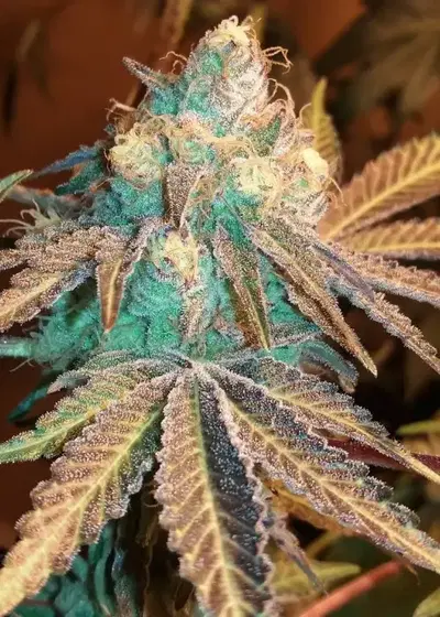 Phantom Cookies by Grand Daddy Purp, Photoperiod cannabis strain
