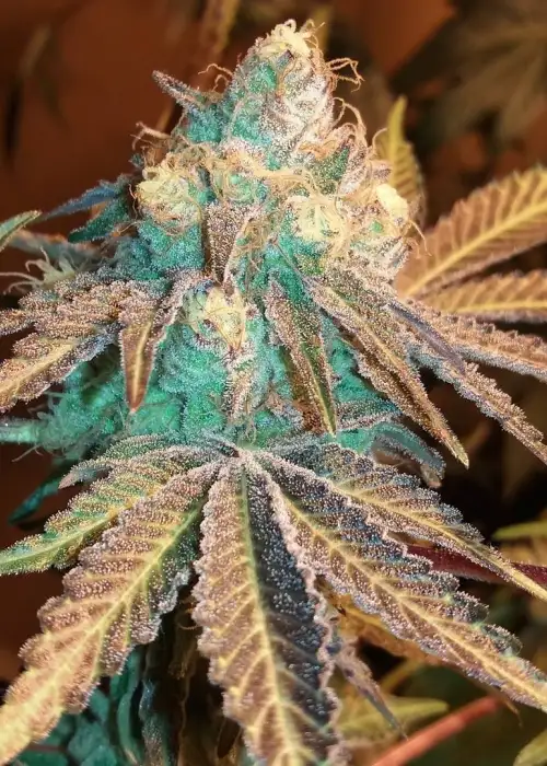 Phantom Cookies by Grand Daddy Purp, Photoperiod cannabis strain