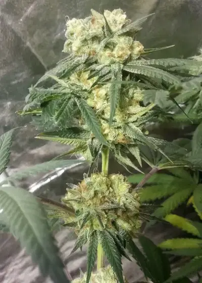 Phantom Kush by Grand Daddy Purp, Photoperiod cannabis strain