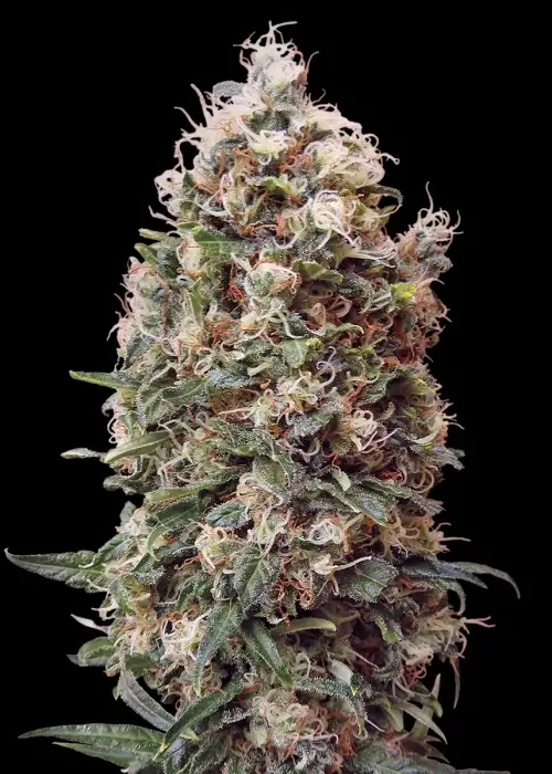 Phatt Fruity by Barney's Farm, Photoperiod cannabis strain