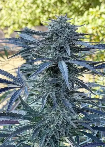 PicAxe by Gnome Automatics, Autoflower cannabis strain