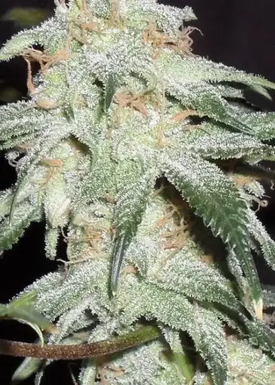 Pickled Diesel Auto by Dr. Krippling, Autoflower cannabis strain