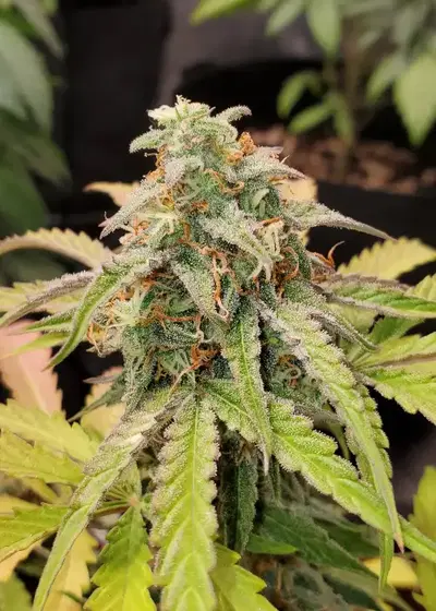 Pina Colada by Beleaf Cannabis cannabis strain