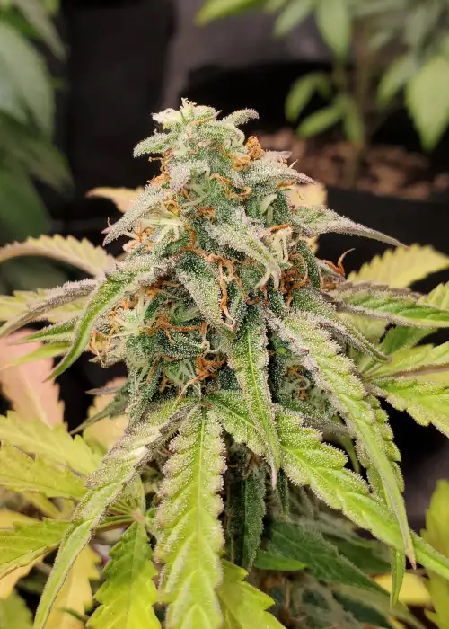 Pina Colada by Beleaf Cannabis cannabis strain