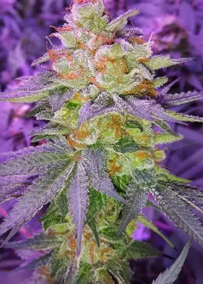 Pina Rita by TGA Genetics Subcool Seeds, Photoperiod cannabis strain