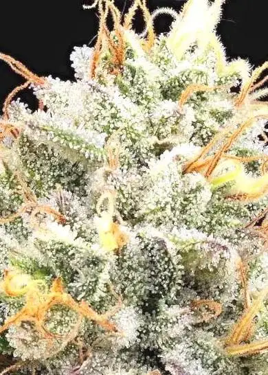 Pinata by Grounded Genetics, Photoperiod cannabis strain