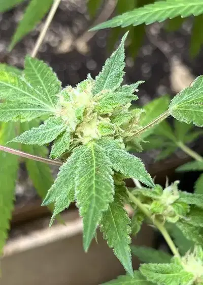 Pinaz N Bananaz by Bask Triangle Farms, Photoperiod cannabis strain