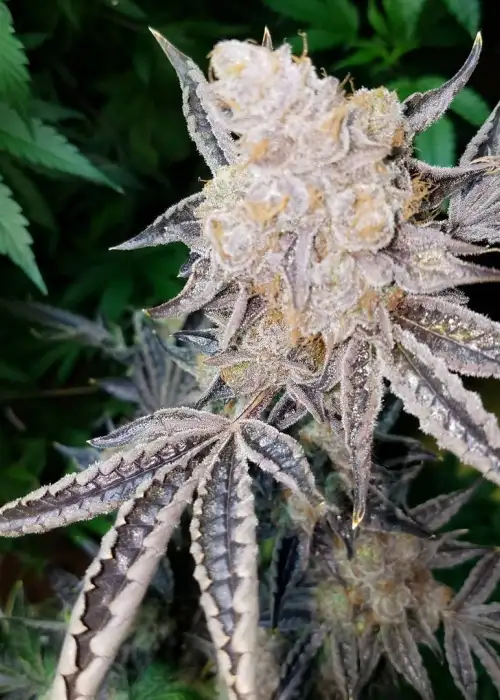 Pine Valleys by Ocean Grown Seeds, Photoperiod cannabis strain
