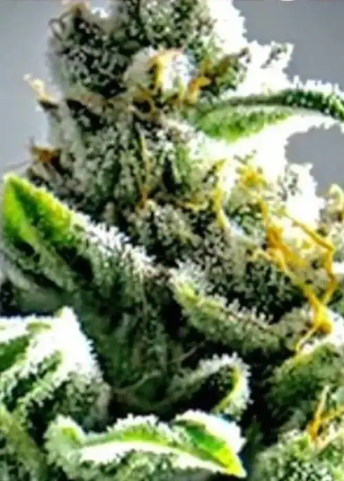 Pineapple Chunk Auto by Captain Red Beard Seeds, Autoflower cannabis strain