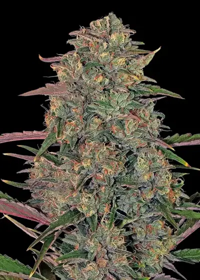 Pineapple by Blk.seeds, Photoperiod cannabis strain