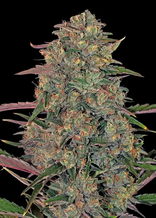 Pineapple by Blk.seeds, Photoperiod cannabis strain