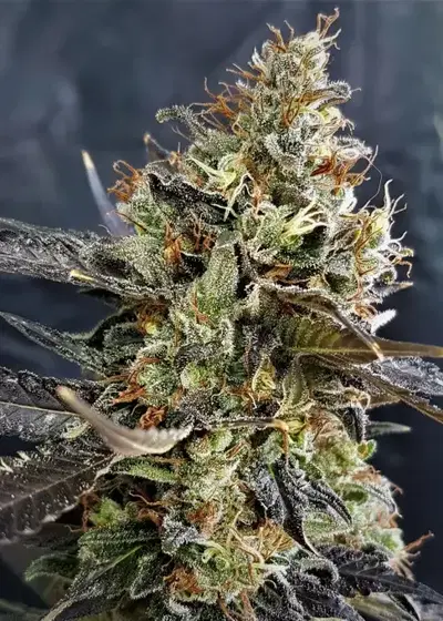 Pineapple Cookies Auto by Lineage Genetics, Autoflower cannabis strain