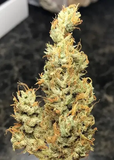 Pineapple Diesel by Dynasty Seeds, Photoperiod cannabis strain