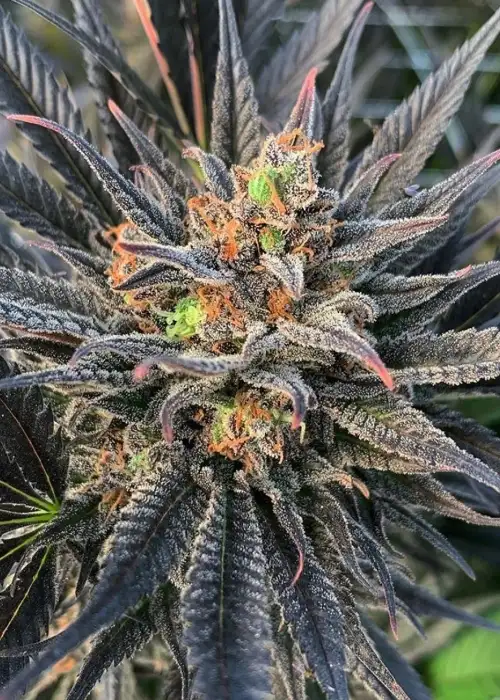 Pineapple Express #2 by G13 Labs, Photoperiod cannabis strain