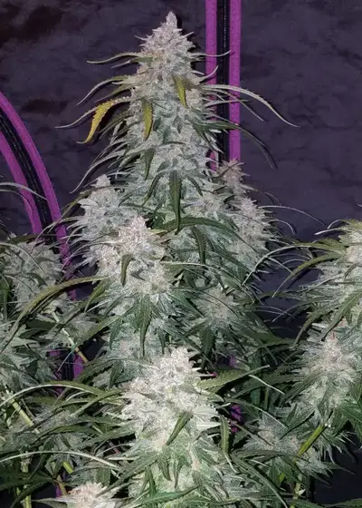 Pineapple Express Auto by STRNG Seeds, Autoflower cannabis strain