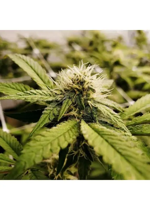 Pineapple Express x Super Lemon Haze by STRNG Seeds, Photoperiod cannabis strain