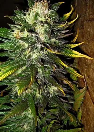 Pineapple Funk by Holy Smoke Seeds, Photoperiod cannabis strain