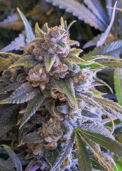 Pineapple Larry OG by BSF Seeds, Photoperiod cannabis strain