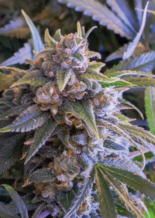 Pineapple Larry OG by BSF Seeds, Photoperiod cannabis strain