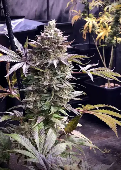 Pineapple Madness R2 by The Grateful Seeds, Photoperiod cannabis strain