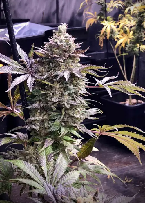 Pineapple Madness R2 by The Grateful Seeds, Photoperiod cannabis strain