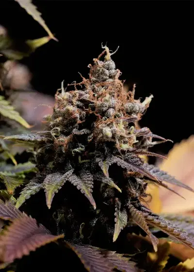 Pineapple Poison by Super Sativa Seed Club, Photoperiod cannabis strain
