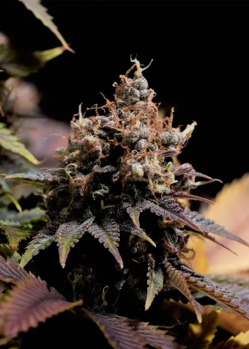 Pineapple Poison by Super Sativa Seed Club, Photoperiod cannabis strain