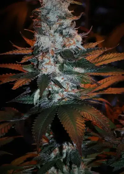 Pineapple Punch Bx2 by 7 East Genetics, Photoperiod cannabis strain