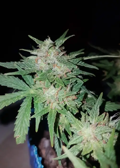 Pineapple sativa auto by Keraseeds, Autoflower cannabis strain