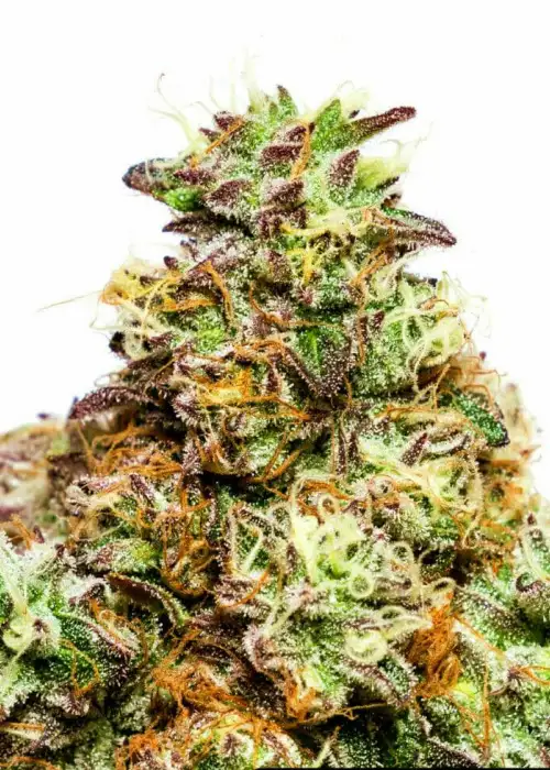 Pineapple Sativa by Keraseeds, Photoperiod cannabis strain